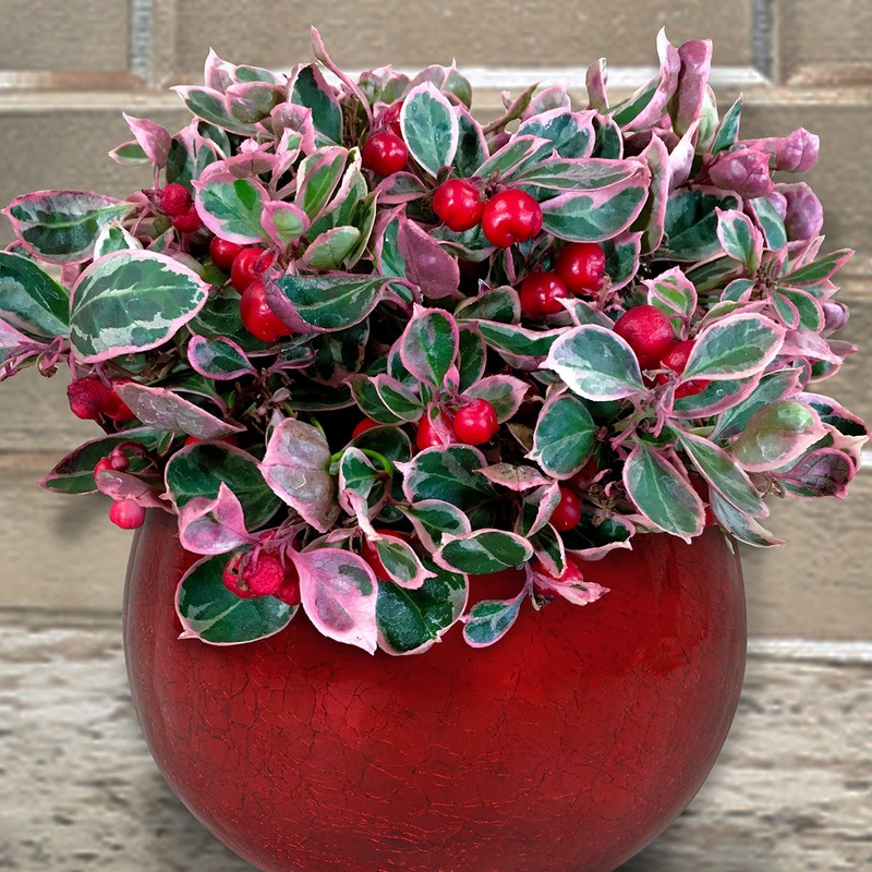 Variegated Wintergreen Winter Splash PPAF (Gaultheria procumbens hybrid)
