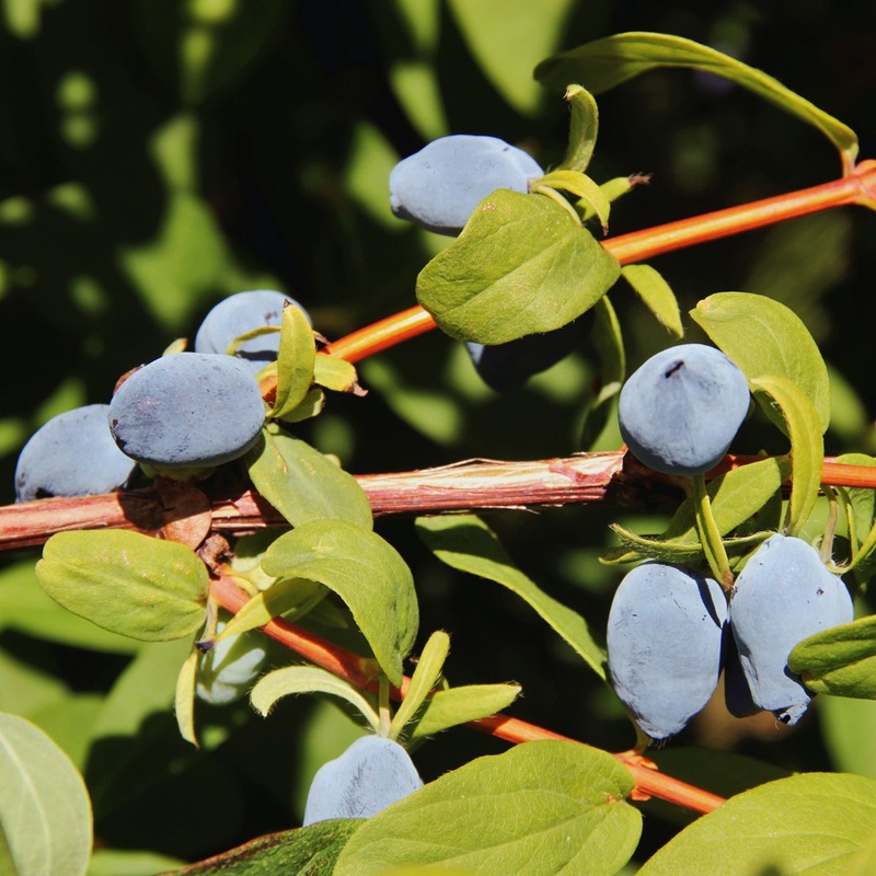 Yezberry Bush Solo (Lonicera caerulea)