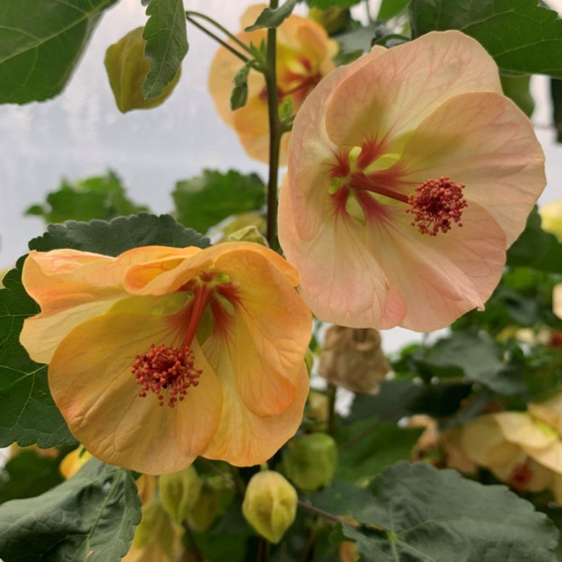 Abutilon Blushing Moonlight (Abutilon hybrid)