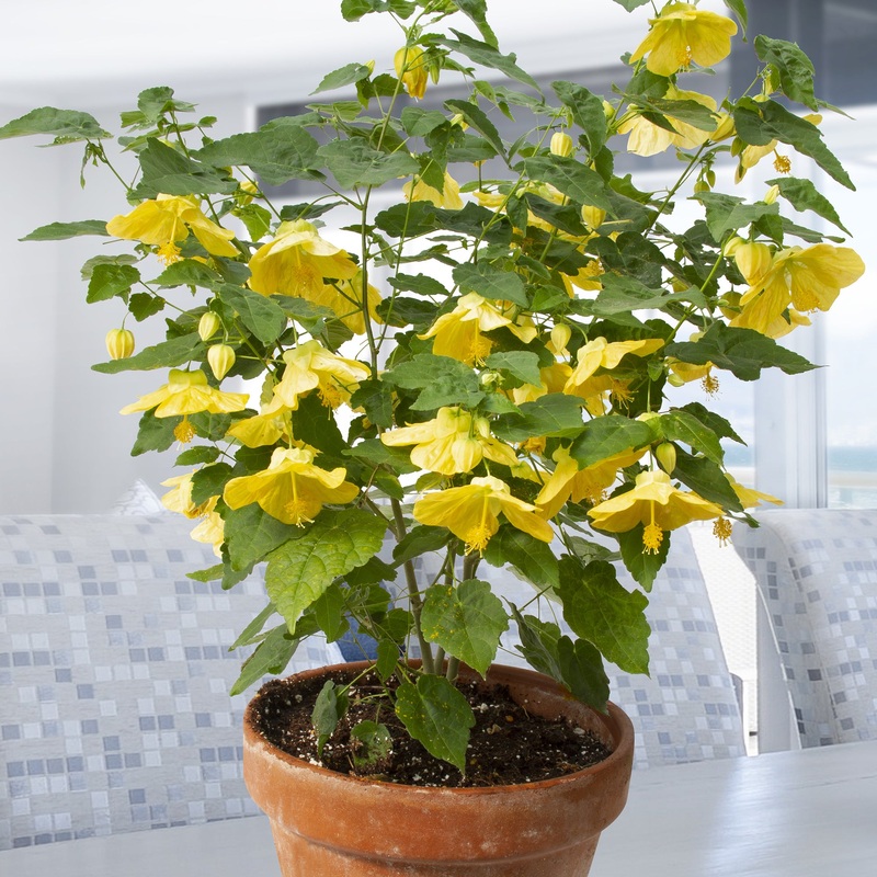 Abutilon Little Sunshine (Abutilon hybrid)