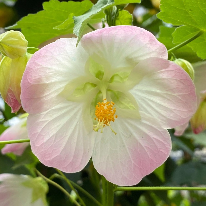 Abutilon Wedding Day (Abutilon hybrid)