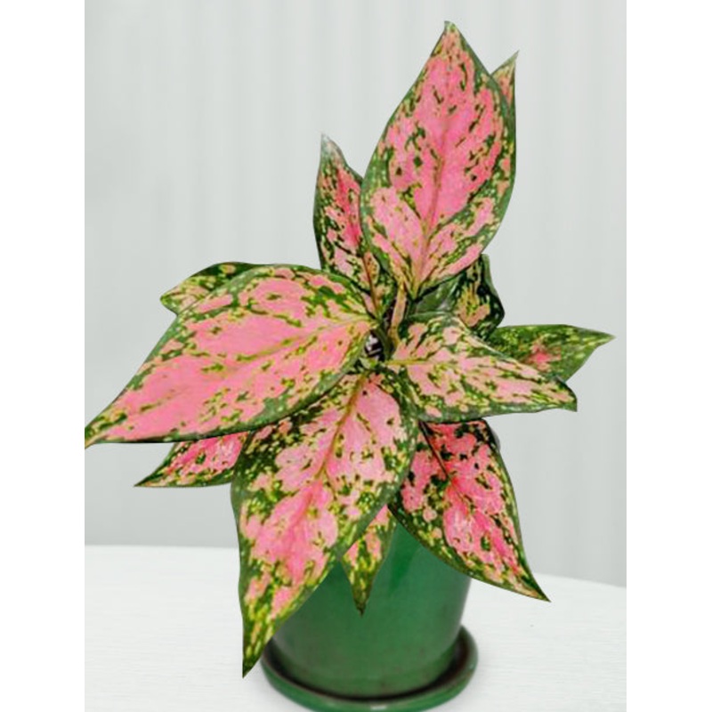 Aglaonema Red Wishes (Aglaonema hybrid)
