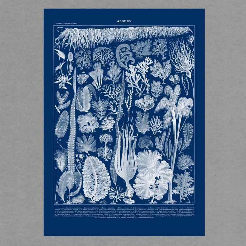 Algae Cyanotype Portrait Print