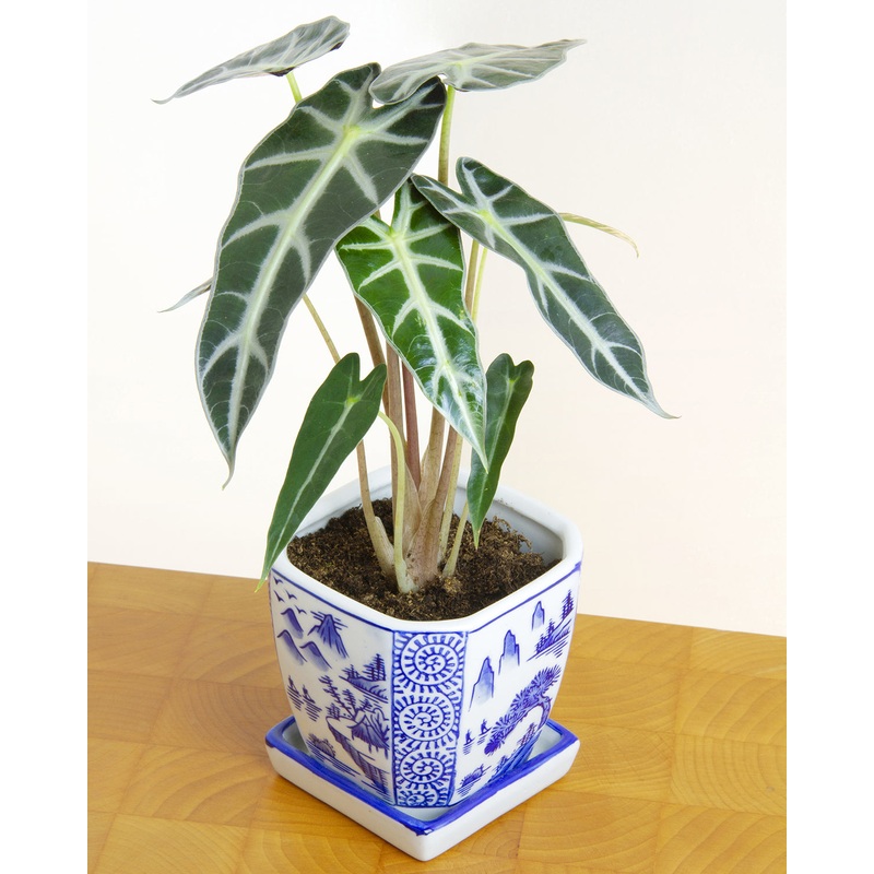 Alocasia Bambino (Alocasia amazonica)