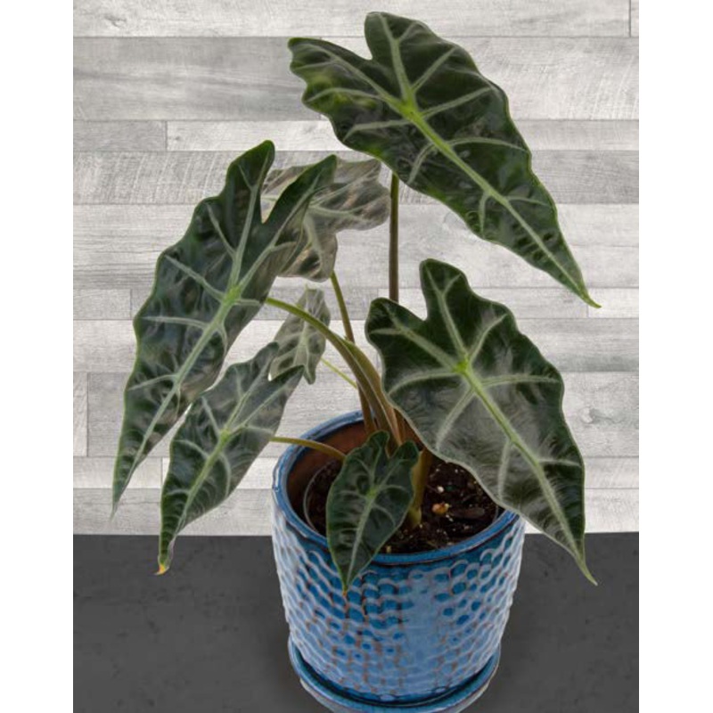Alocasia Dwarf Amazonica (Alocasia amazonica)