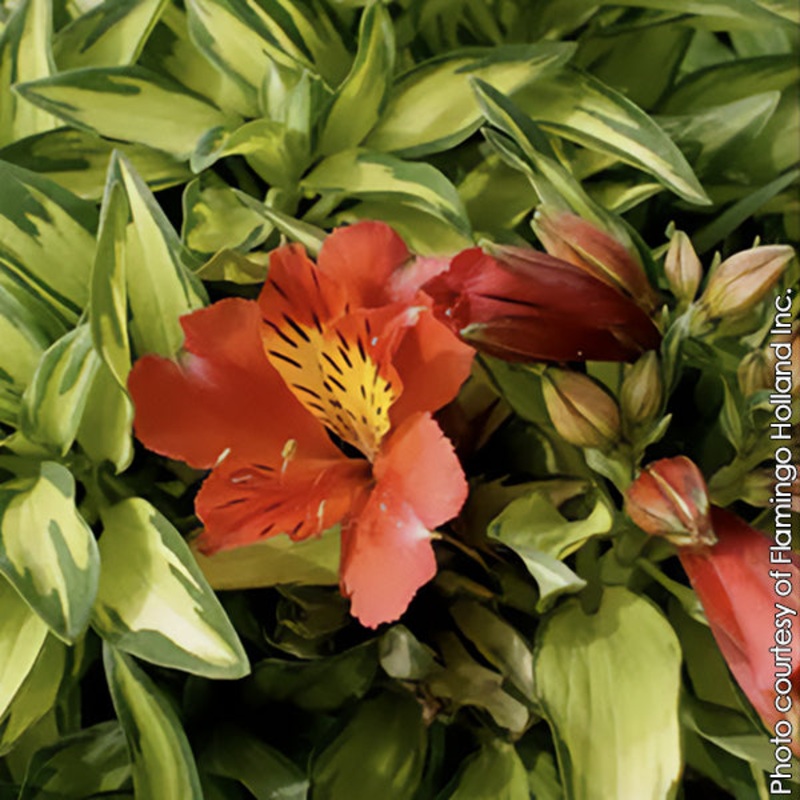 Alstroemeria Little Miss Zoe PP (Alstroemeria hybrid)