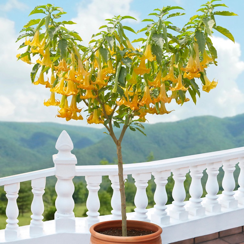 Angels Trumpet Angels Lemon Zest (Brugmansia hybrid)