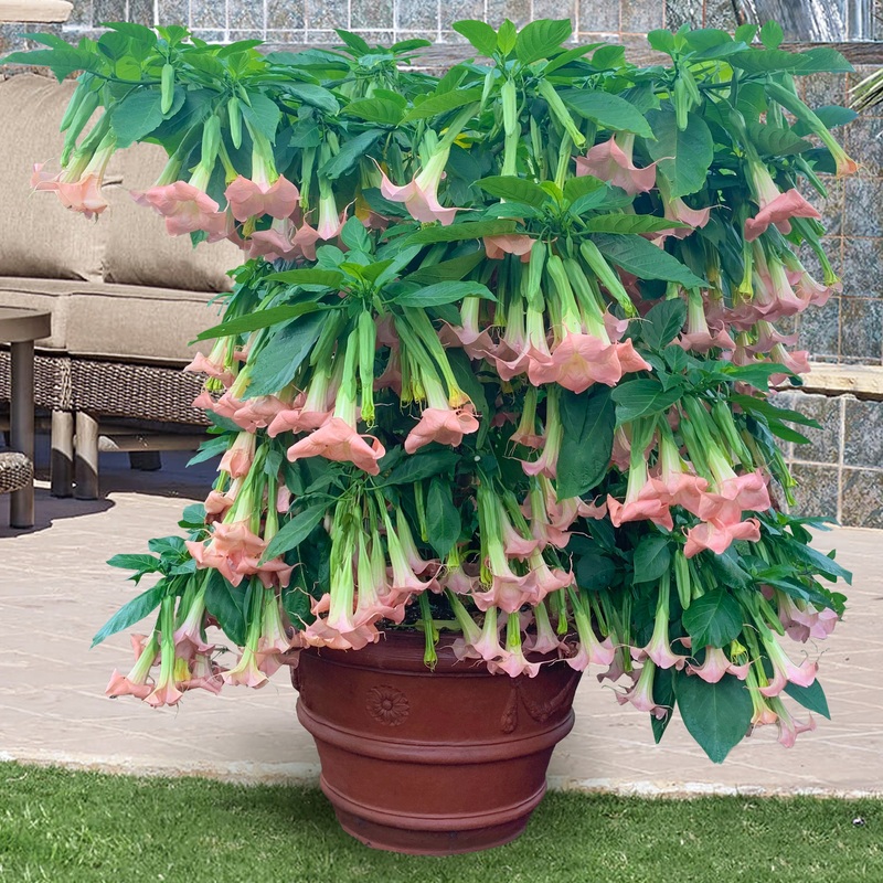 Angels Trumpet Angels Pink Profusion (Brugmansia hybrid)