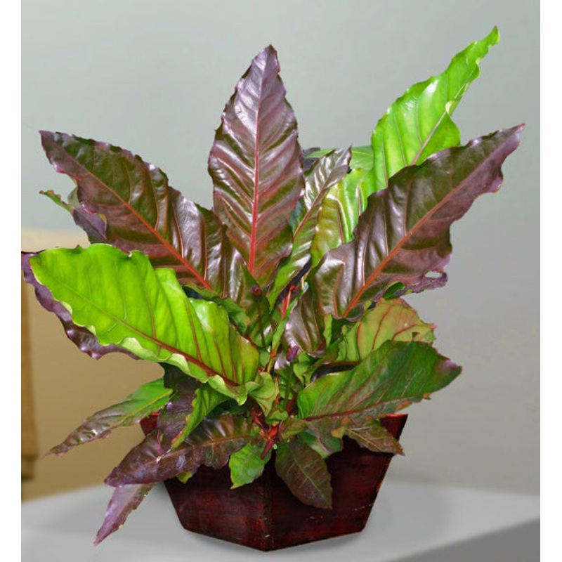 Anthurium Big Red Bird (Anthurium sect. Pachyneurium)
