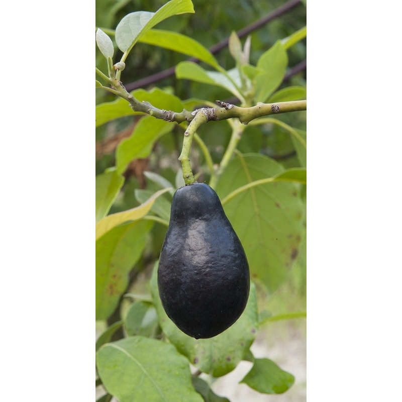 Avocado Tree Mexicola (Persea americana)