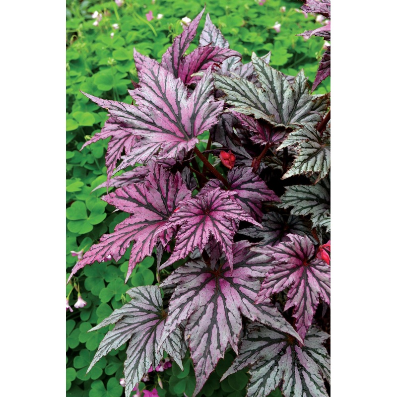 Begonia Garden Angel Blush PP (Begonia rhizomatous hybrid)