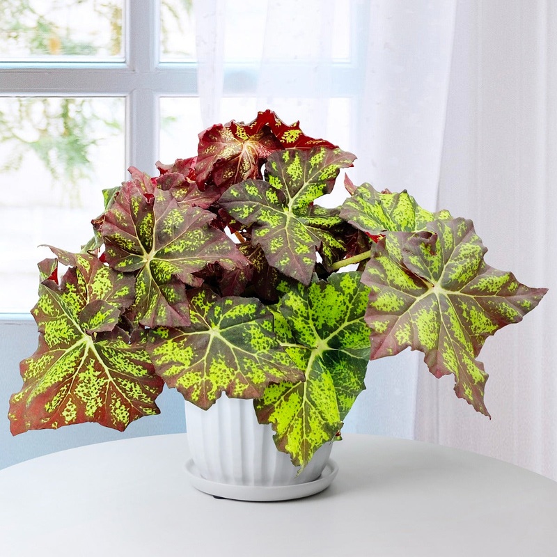 Begonia Lime Truffle (Begonia rhizomatous hybrid)