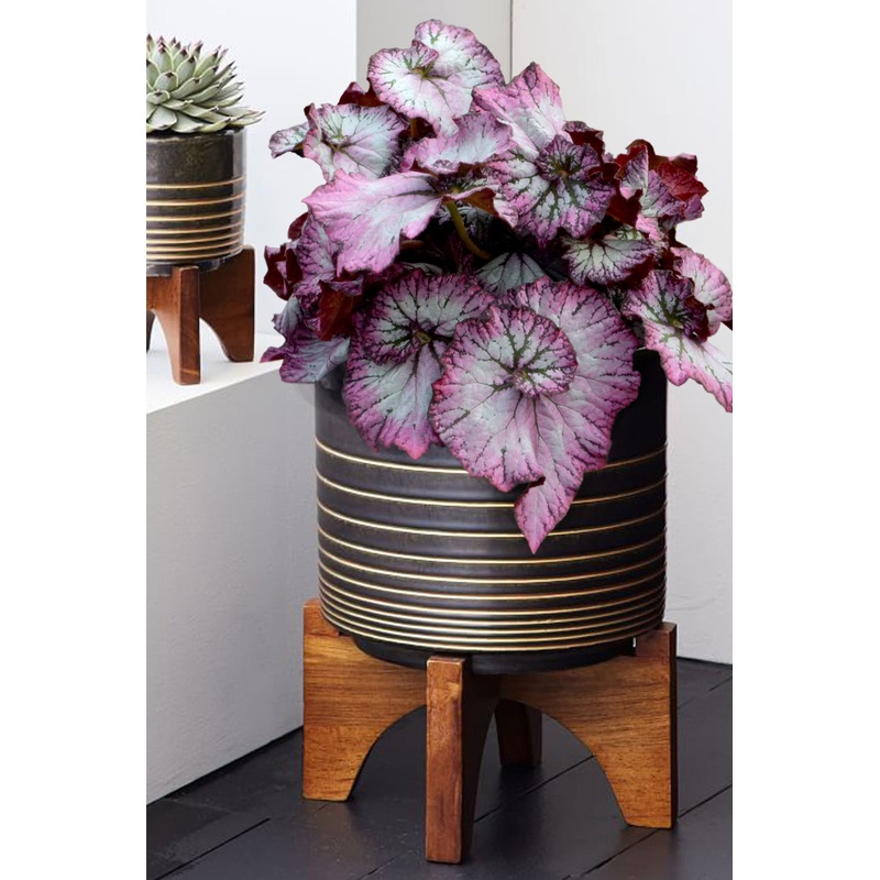 Begonia Nautilus Lilac PPAF (Begonia rhizomatous hybrid)