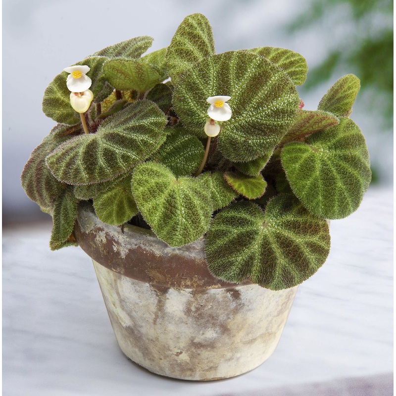 Begonia Ningmingensis Bella (Begonia rhizomatous hybrid)