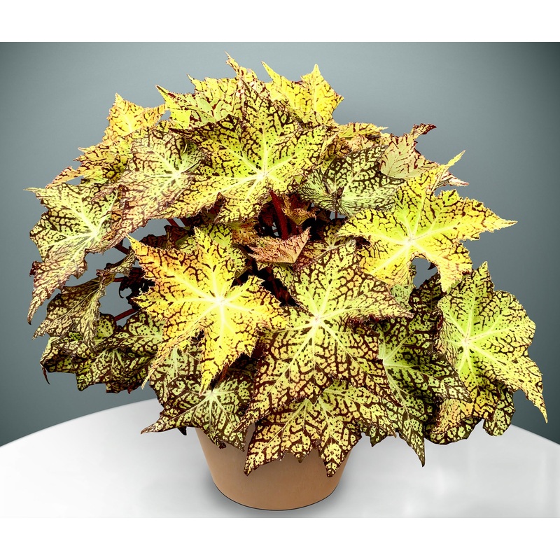 Begonia Starburst (Begonia rhizomatous hybrid)
