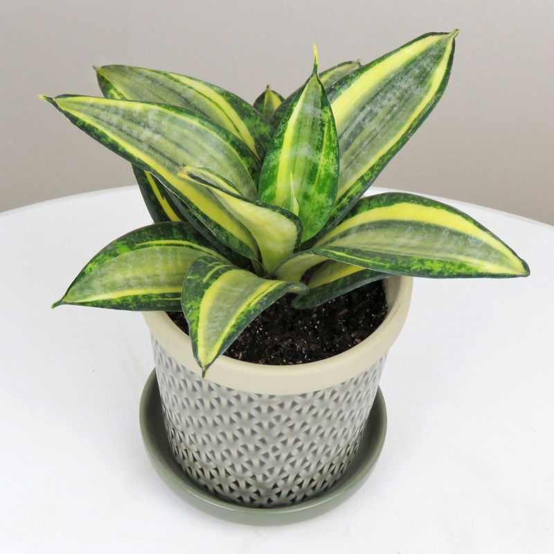 Birds Nest Sansevieria Golden Hahnii (Sansevieria hybrid)