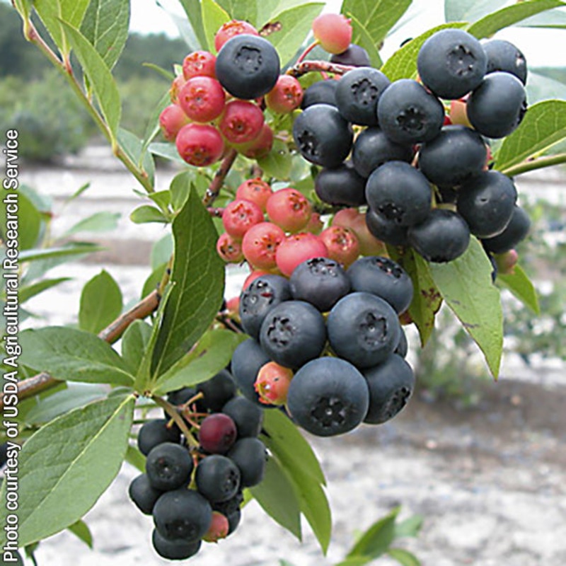 Blueberry Plant Nocturne PP (Vaccinium hybrid)