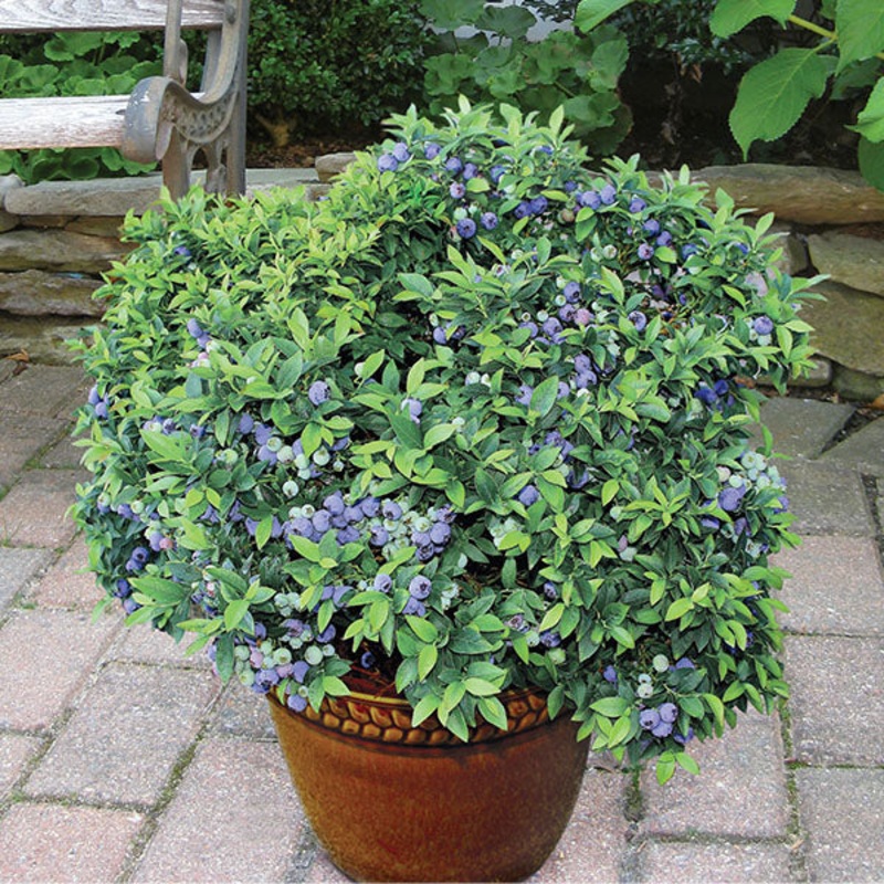 Blueberry Plant Top Hat (Vaccinium angustifolium)