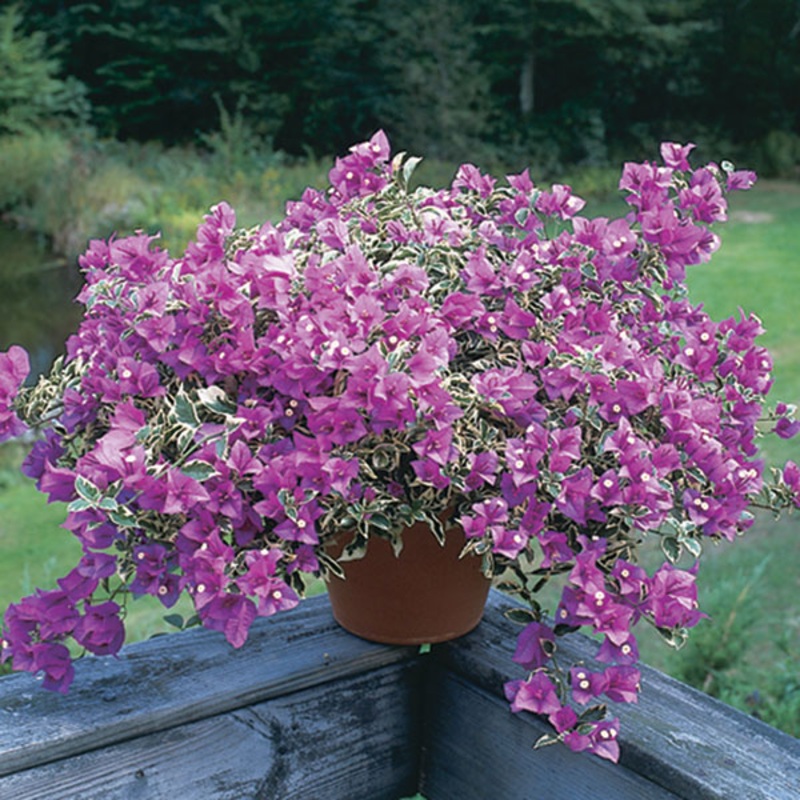 Bougainvillea Blueberry Ice (Bougainvillea hybrid)