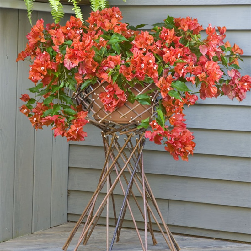 Bougainvillea Firecracker Red (Bougainvillea hybrid)