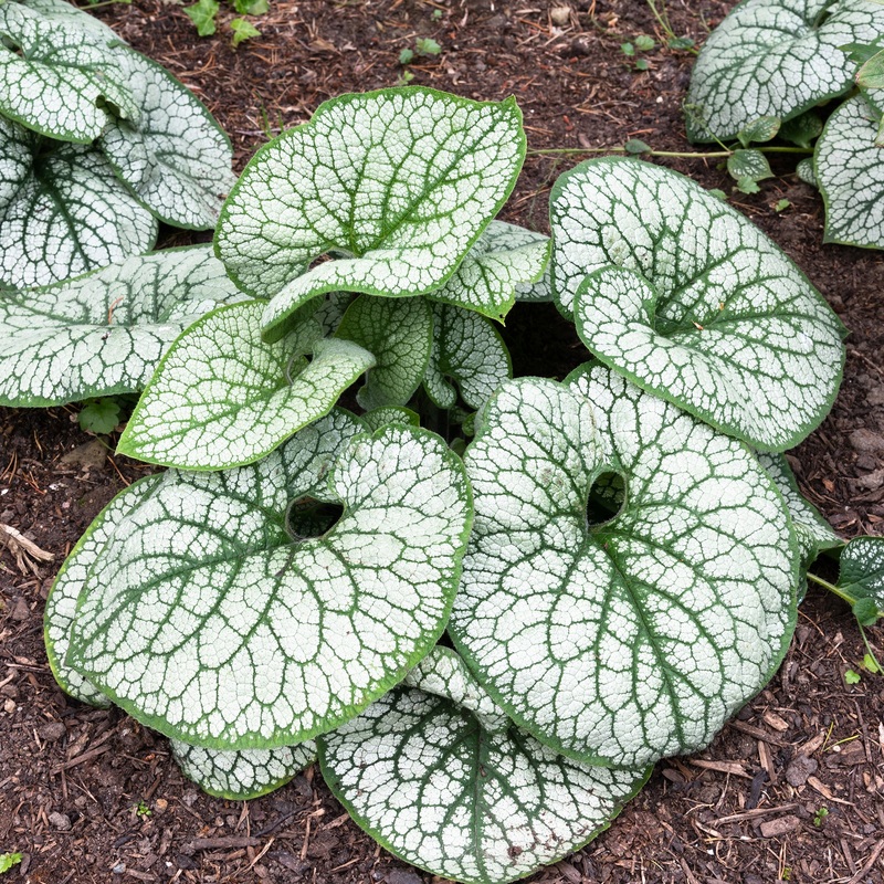 Brunnera Sea Heart PP (Brunnera macrophylla)