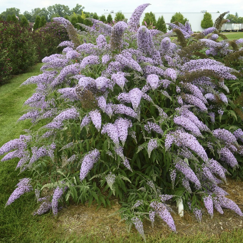 Buddleia Grand Cascade PP (Buddleia hybrid)
