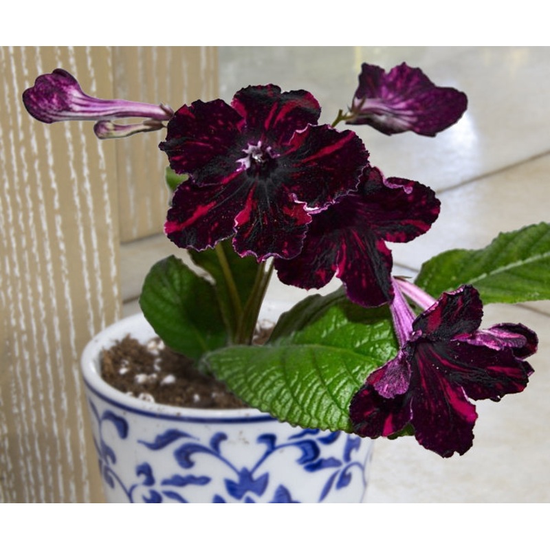Cape Primrose Night Lights (Streptocarpus hybrid)