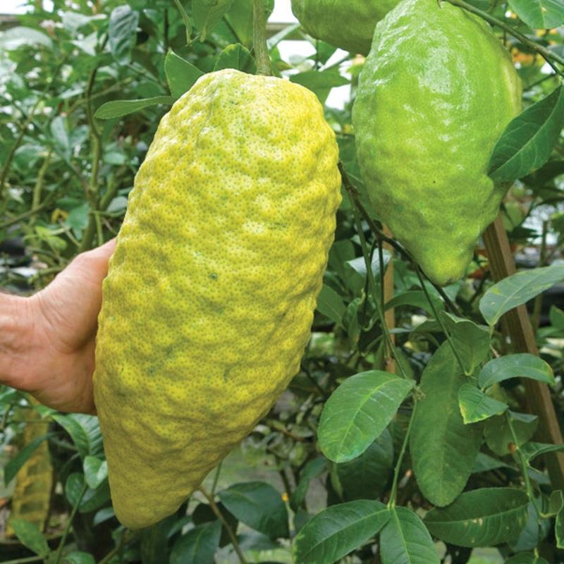 Citron Tree ‘Turunji’ (Citrus medica)