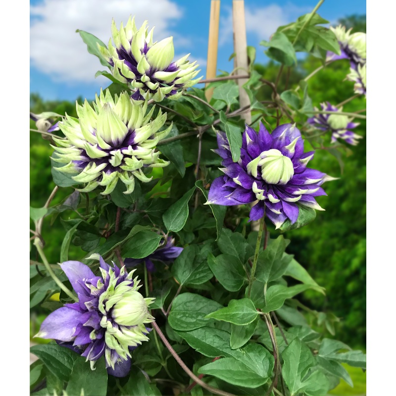 Clematis Taiga PP (Clematis hybrid)