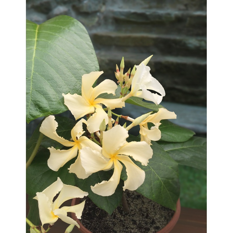 Climbing Frangipani (Chonemorpha penangensis)