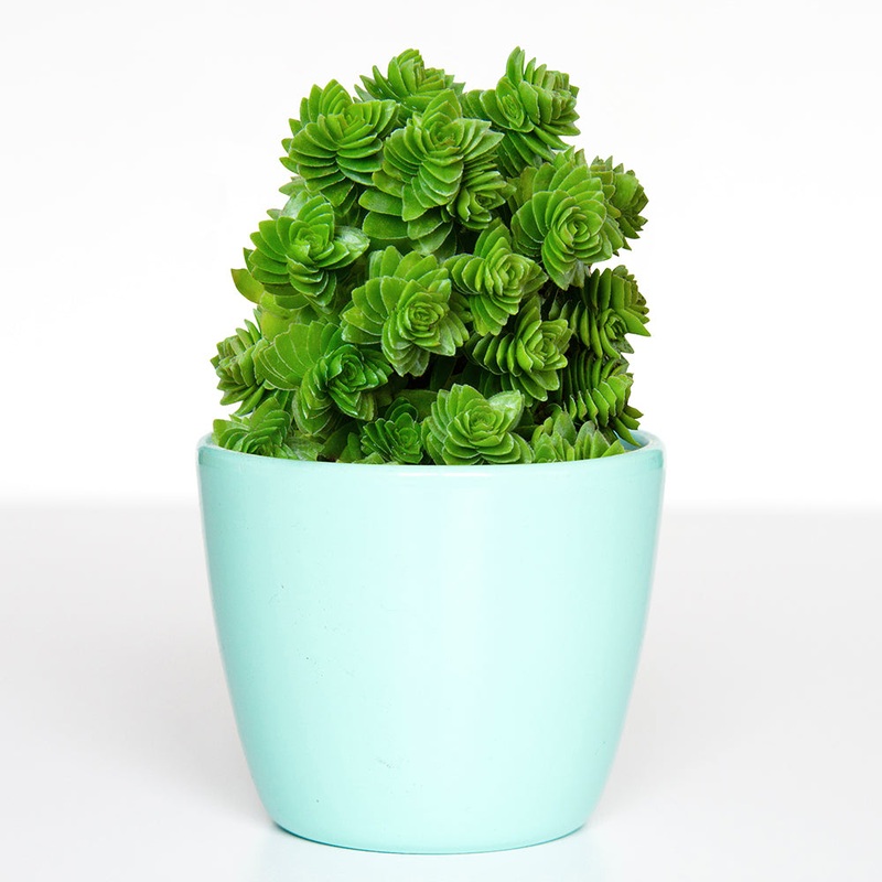 Crassula Black Curl (Crassula spiralis)