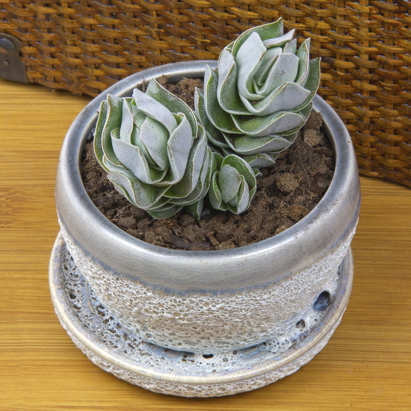 Crassula Ivory Pagoda (Crassula hybrid)