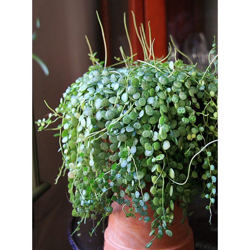Creeping Peperomia (Peperomia prostrata)