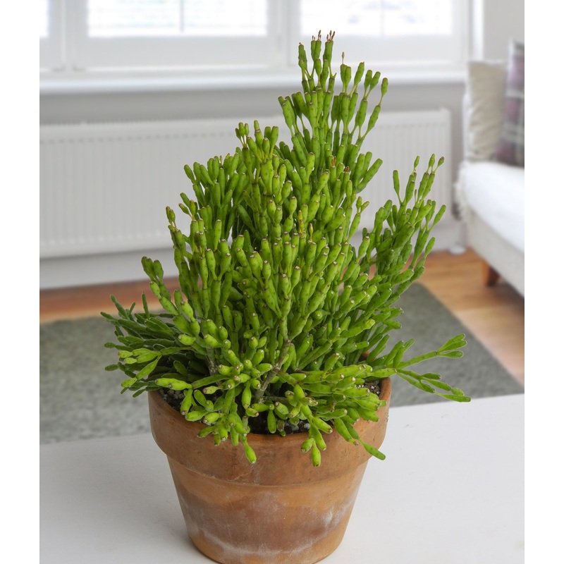 Dancing Bones Cactus (Rhipsalis salicornioides)