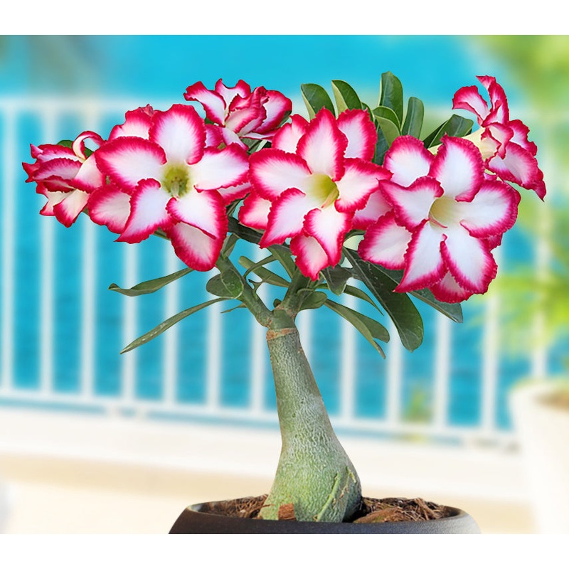 Desert Rose Double Noble (Adenium hybrid)