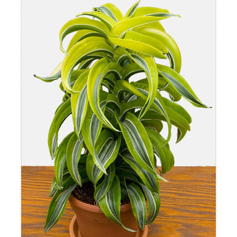 Dracena ‘Lemon Surprise’ (Dracaena deremensis)