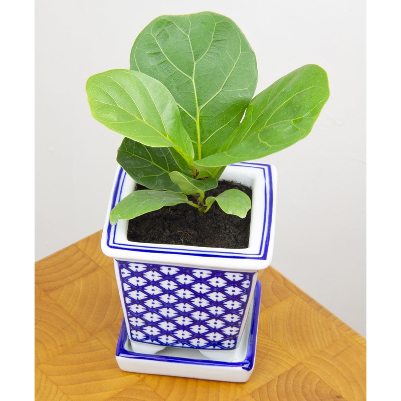 Dwarf Fiddle Leaf Fig Bambino (Ficus lyrata hybrid)