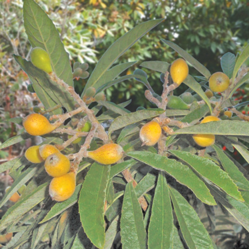 Dwarf Loquat Premier’ (Eriobotrya japonica)