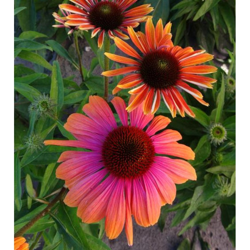 Echinacea Butterfly Rainbow Marcella PP (Echinacea hybrid)