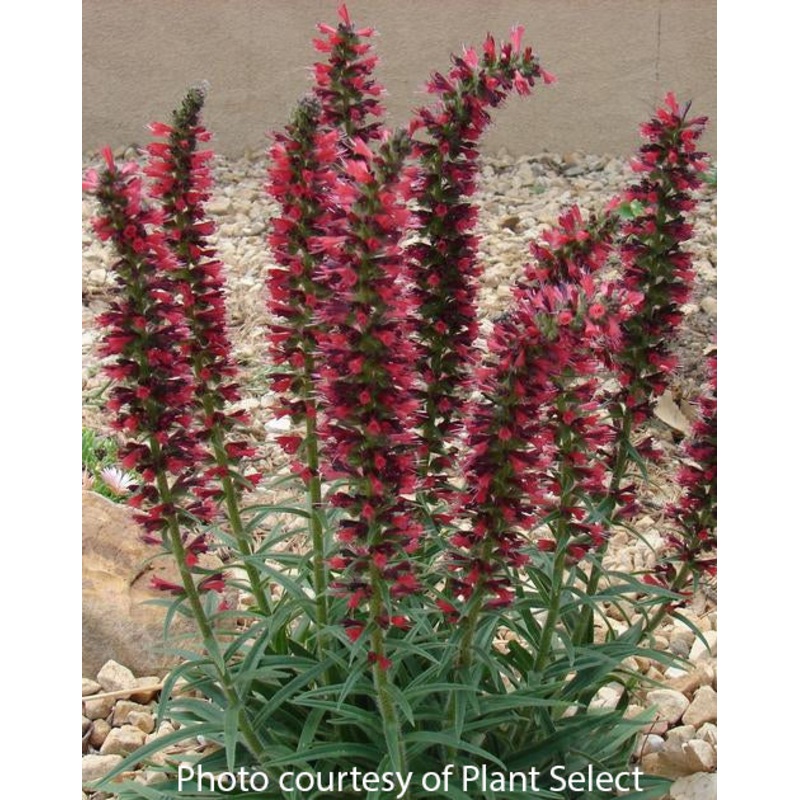 Echium Red Feathers (Echium amoenum)