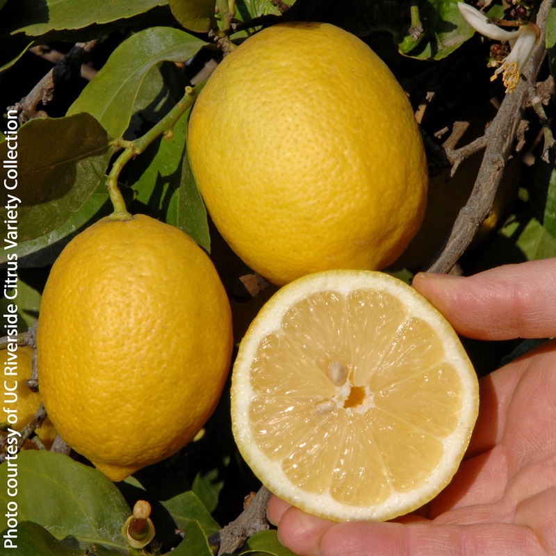 Eureka Lemon Tree (Citrus limon Allen-Newman)