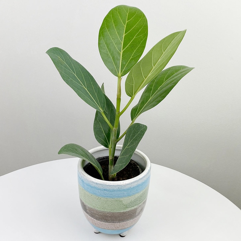 Ficus Audrey (Ficus benghalensis)