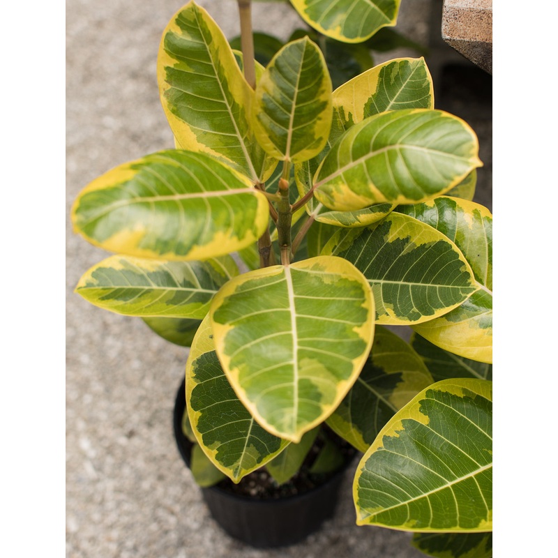 Ficus Yellow Gem (Ficus altssima hybrid)