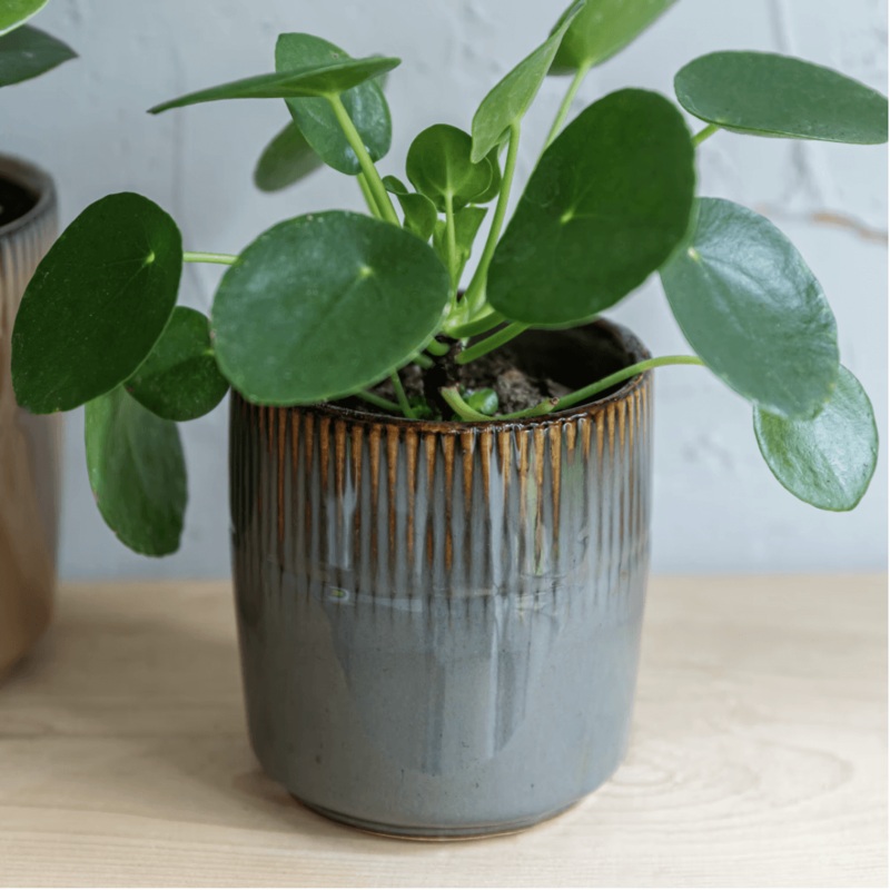 Grey Hillesley Pot|9cm|12cm