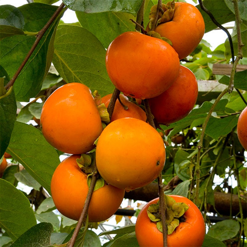Japanese Persimmon Tree Fuyu (Diospyros kaki)