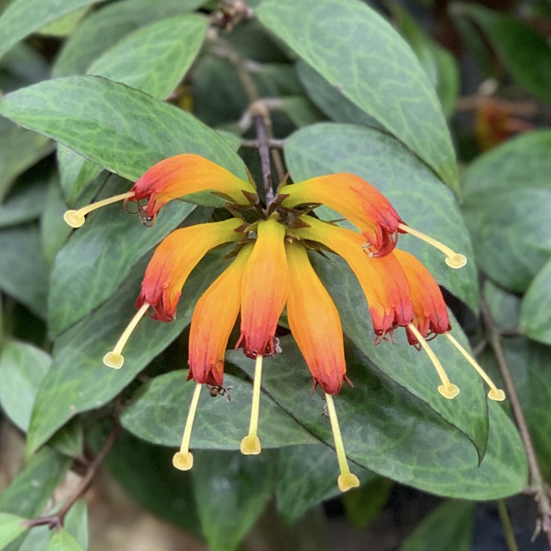 Lipstick Plant Black Pagoda (Aeschynanthus longicaulis)
