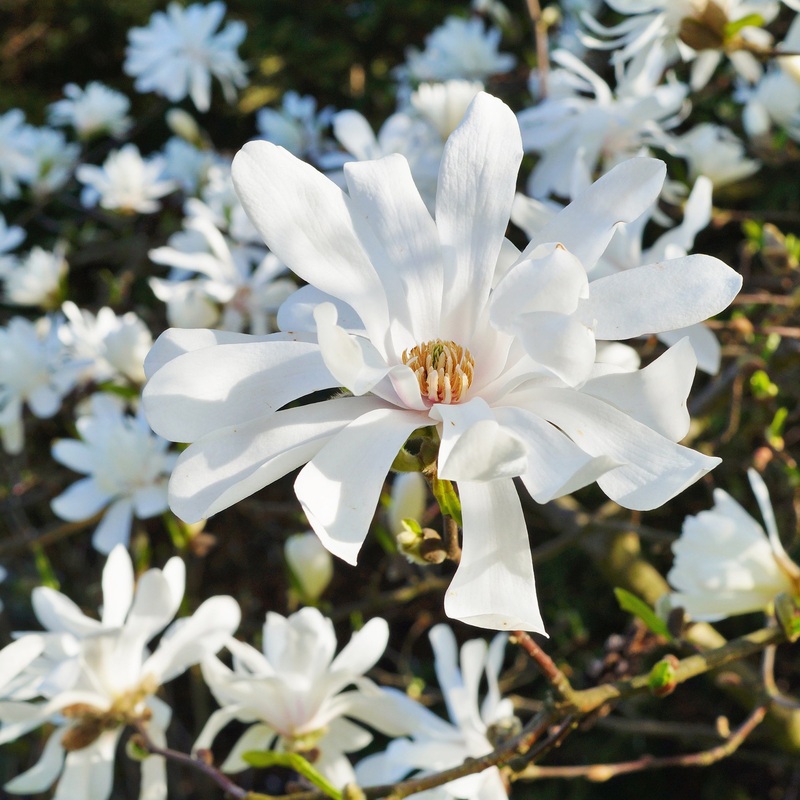 Magnolia Royal Star (Magnolia stellata hybrid)