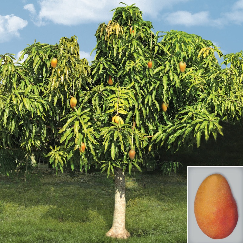 Mango Tree Rosigold (Mangifera indica hybrid)