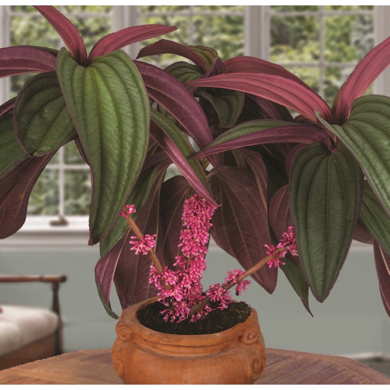 Medinilla Gregori Hambali (Medinilla species)