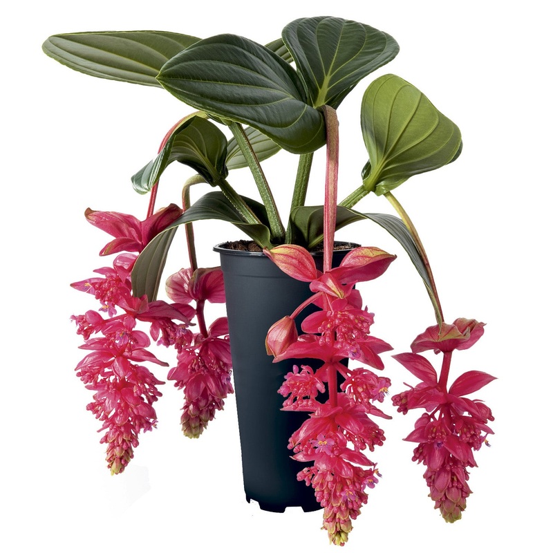 Medinilla Royal Intenz PP (Medinilla magnifica hybrid)